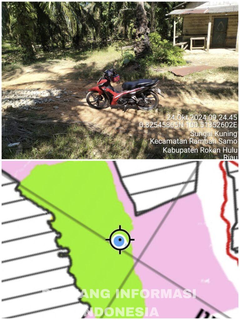 Diduga ASN ROHUL Kelola 100 Ha Kebun Kelapa Sawit  Di Kawasan Hutan.