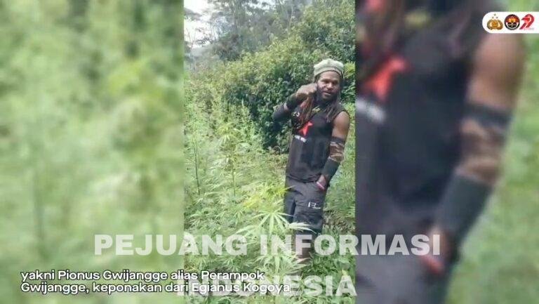 Kontak Tembak di Jayawijaya: Keponakan Egianus Kogoya Tewas, Polri Sita Ganja dan Amunisi